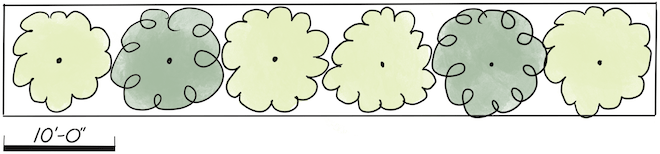 A design rendering showing a mix of two species of shrubs planted in a row.