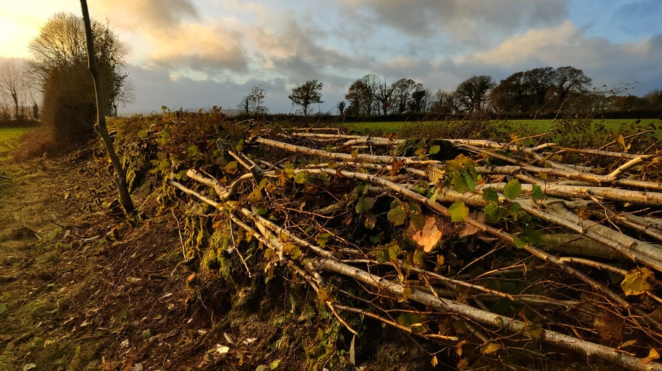 A laid Devon hedge, stems lying flat on top of an earth bank.