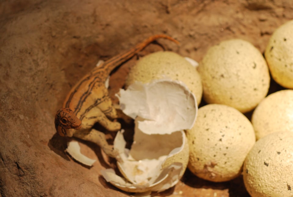 Giant Dinosaurs Nested Near the Antarctic Circle