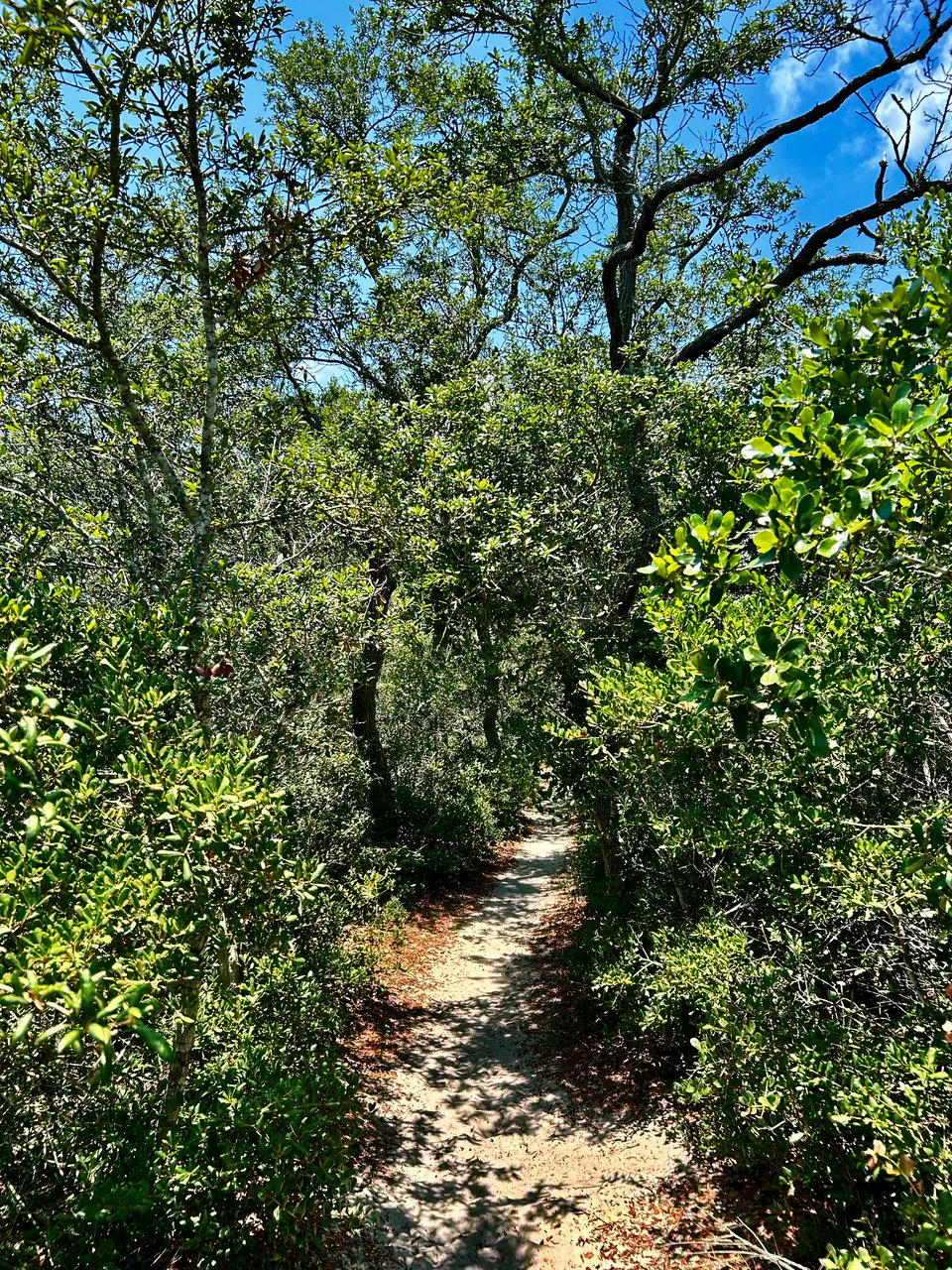 Sandy trail at the Naval Live Oaks Nature Preserve, winding into a scrub pine and oak forest