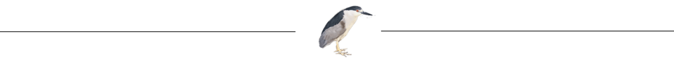 A paragraph divider with a small night heron.