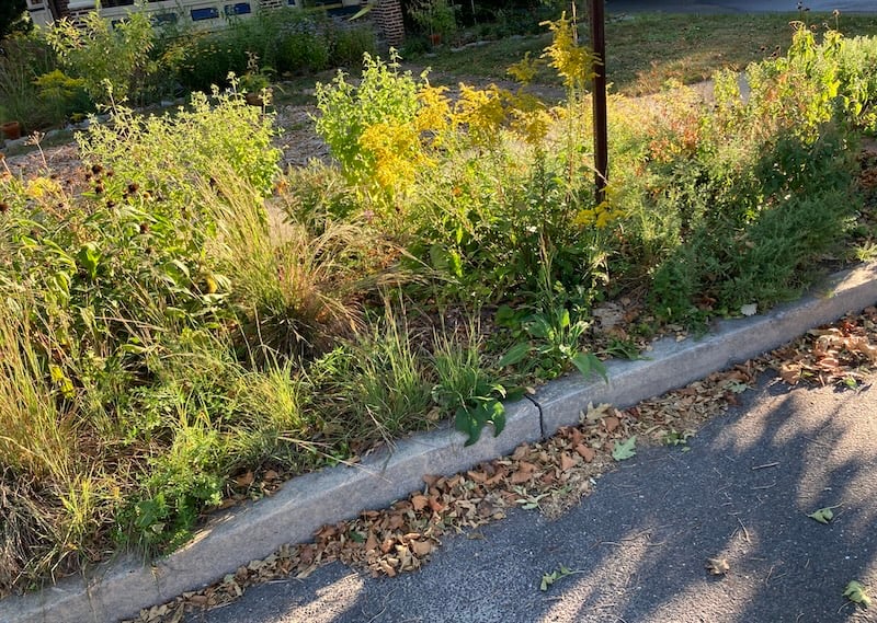 Morning sunshine hitting native plants on treelawn with another native plant bed in background. House behind the far native plant bed.