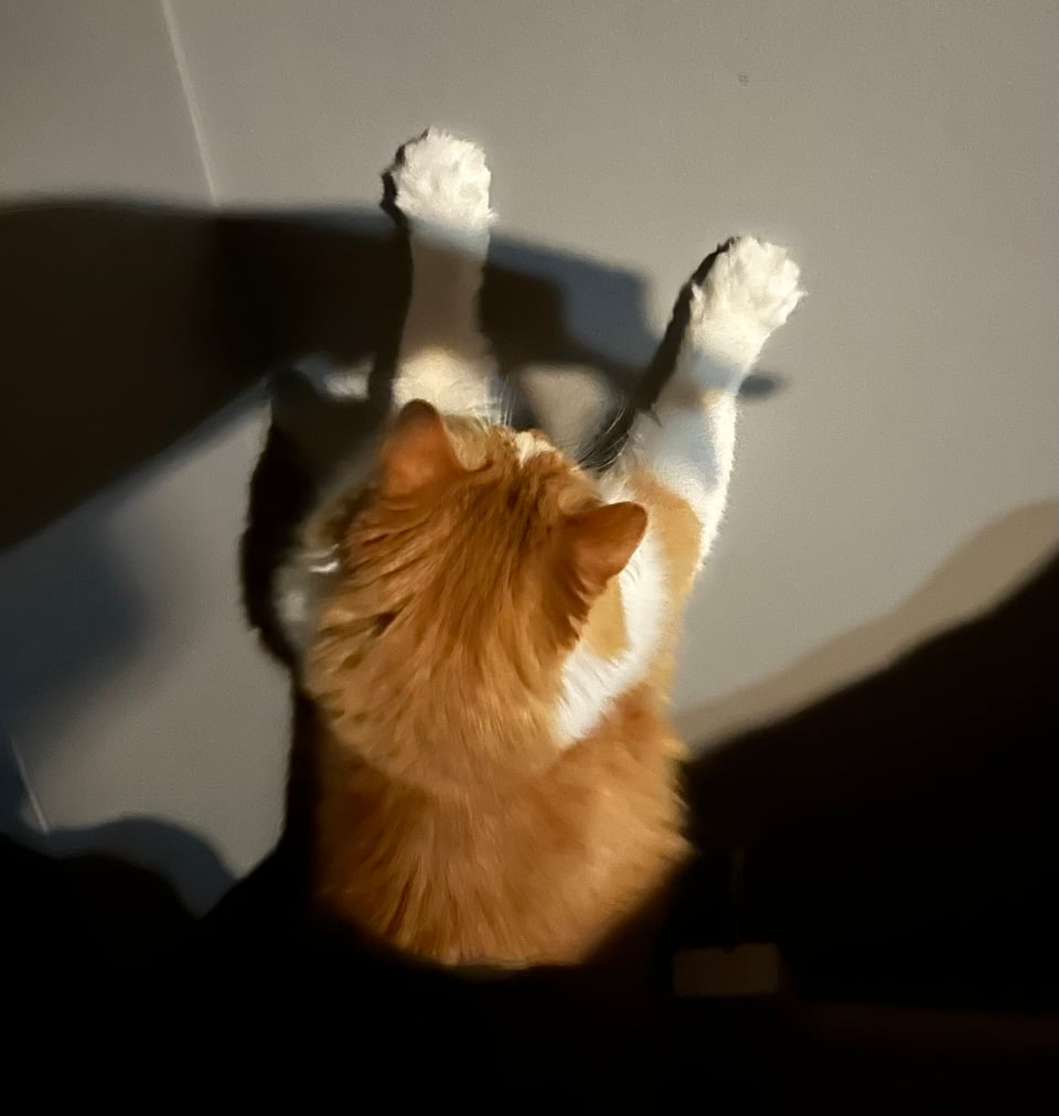 a fluffy orange and white cat chasing a shadow on a wall
