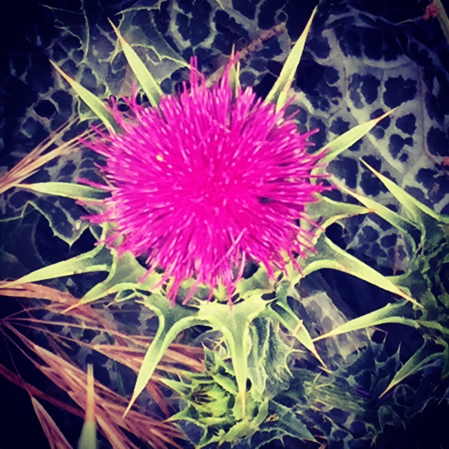 diversion: Mudhoney (revisited)