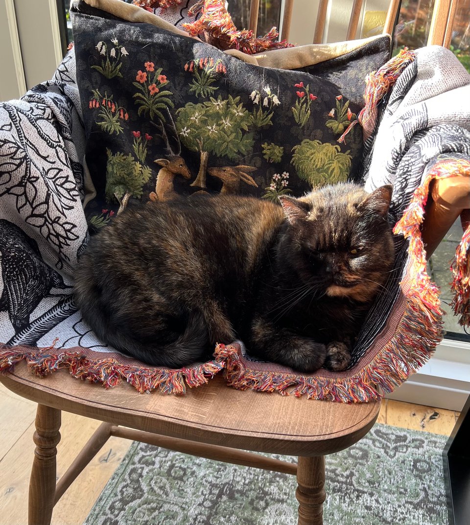 A tortoiseshell British Shorthair cat curled on a blanket on top of a wooden grandfather chair. She wears a contented expression, her paws are curled under, and a shaft of sunshine grazes her left eye and ear.