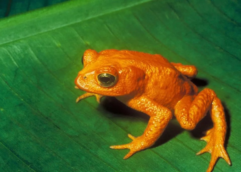the golden toad on a leaf