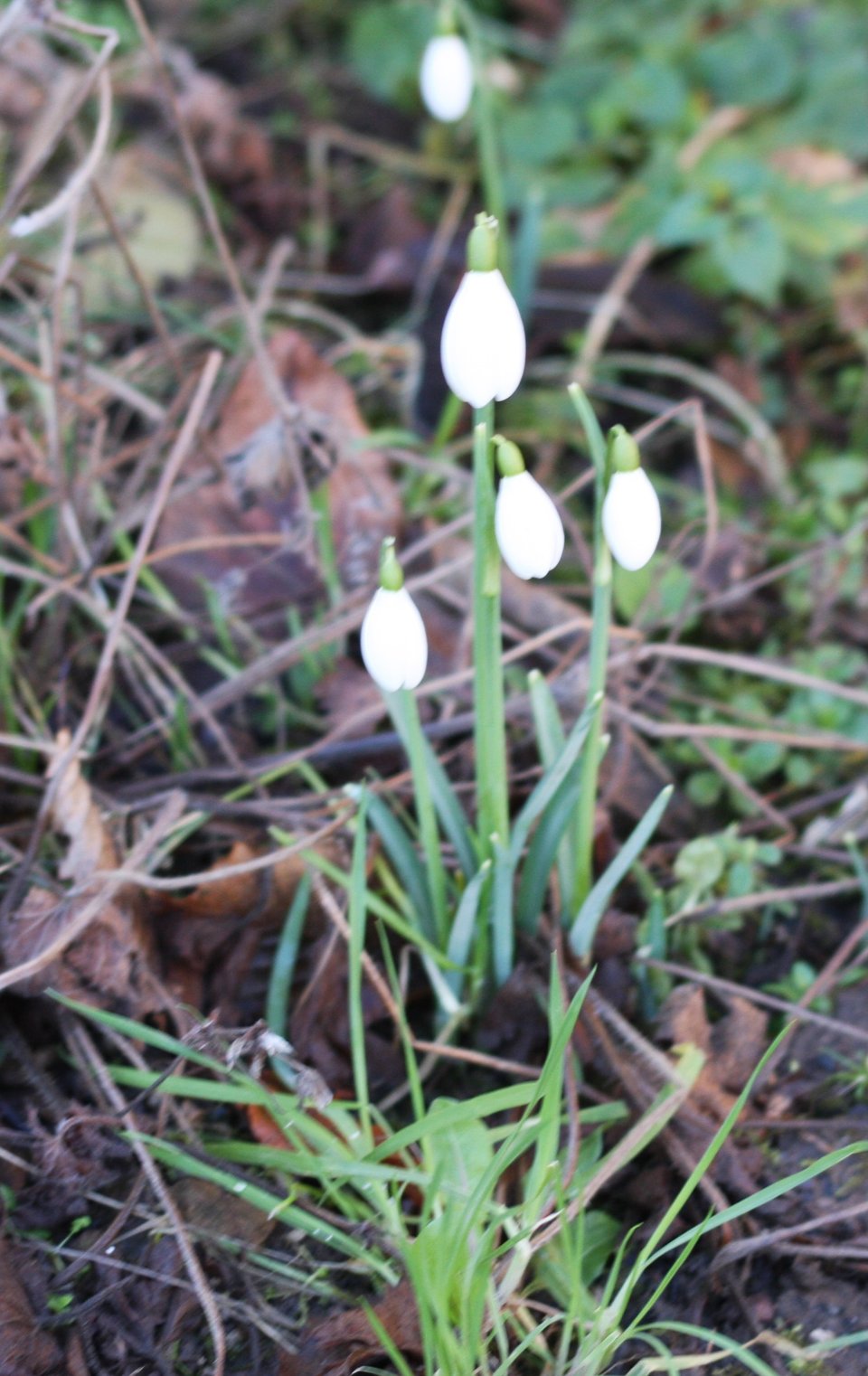 A clump of snowdrops with five blooms almost open