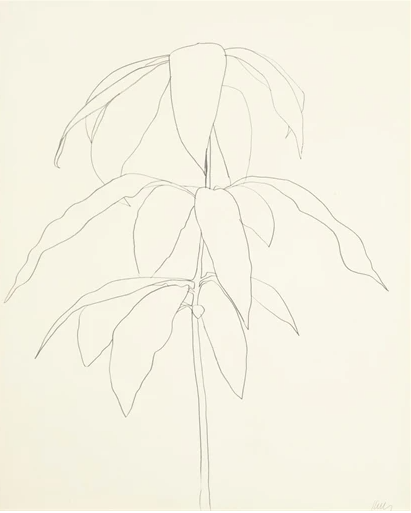A simple line drawing of a mango tree on cream-colored paper