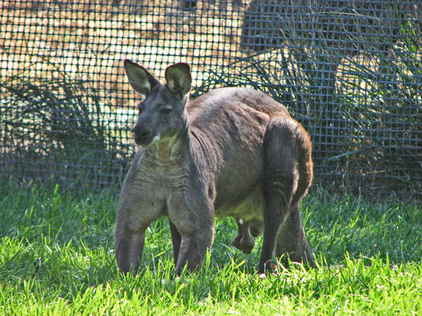 A wallaroo on all fours, with very thick arms