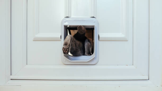 Cat leaving through cat flap