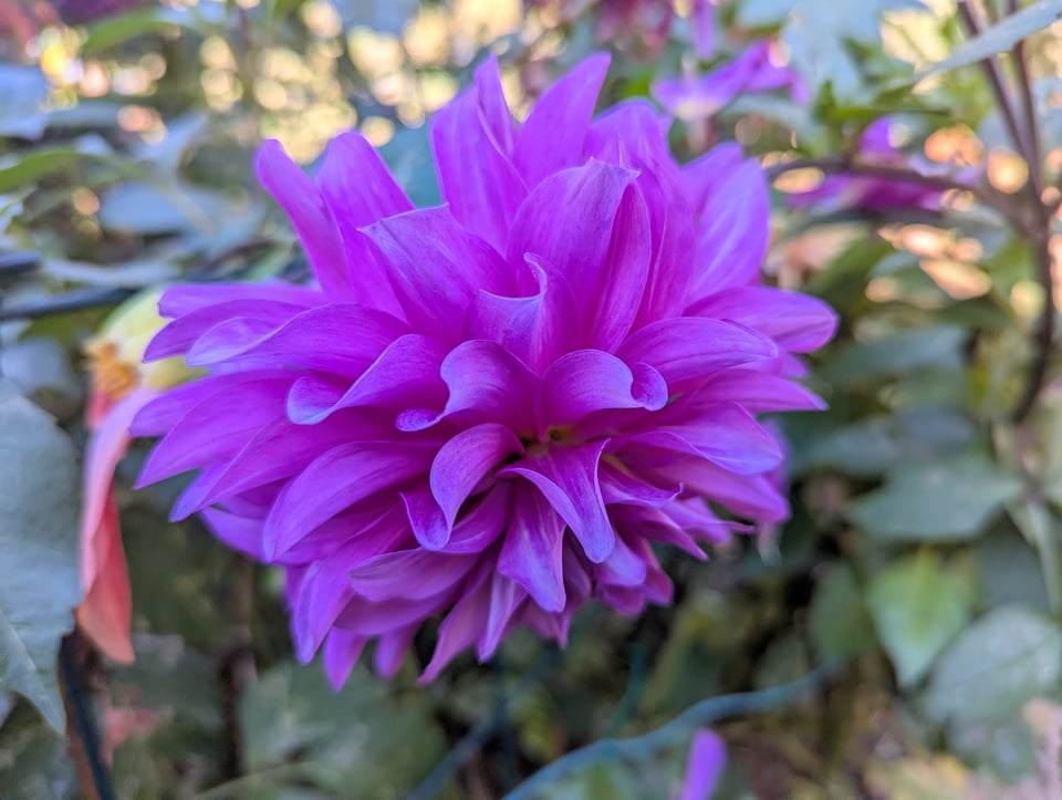 Glowing purple flower in a garden