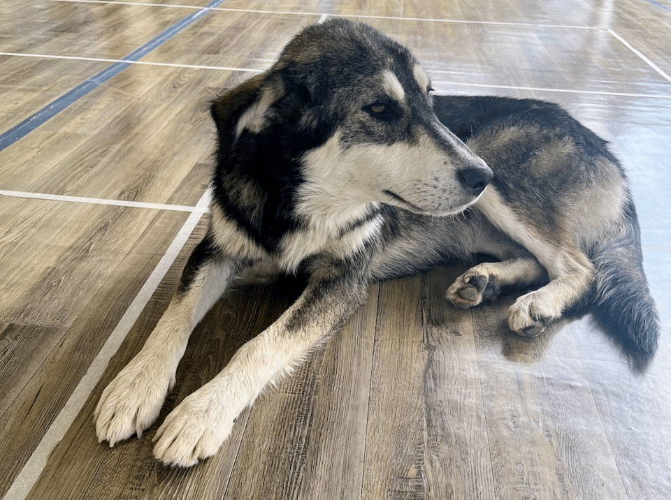 dog