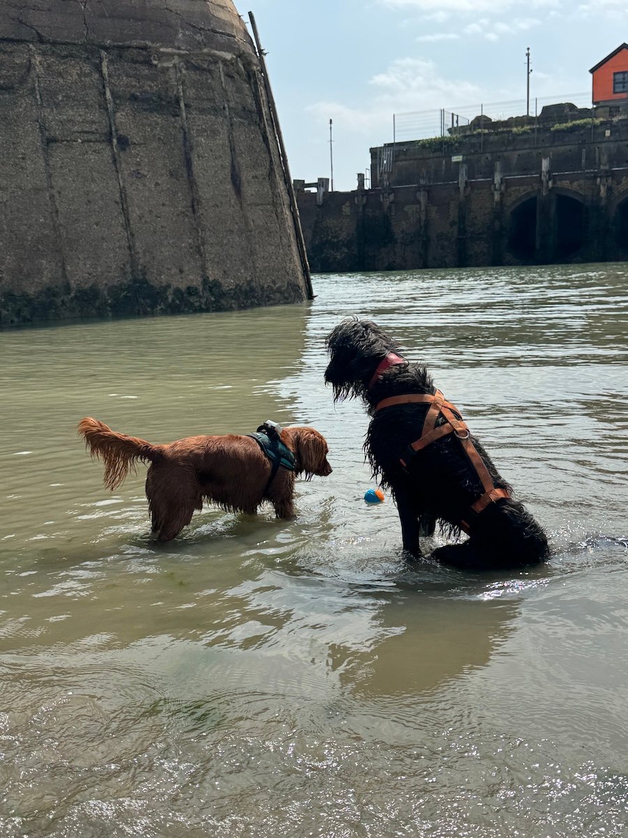 Two soggy dogs in the sea with a ball.