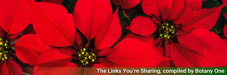Poinsettia flowers with rich red petals and sparkling cores.