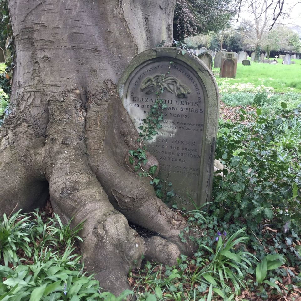 A headstone dated from the 1860s in an overgrown graveyard. A large tree has grown around it and is beginning to encompass the stone