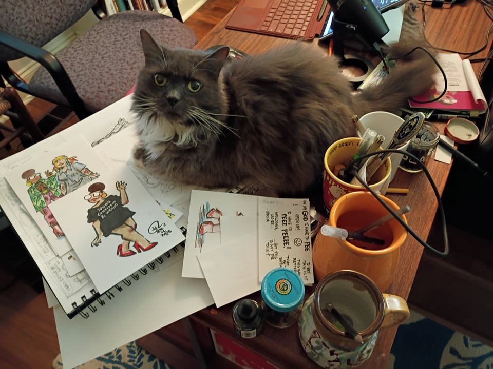 a beautiful cat