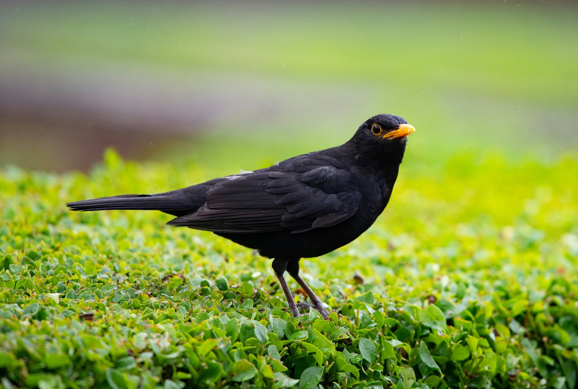 Thirteen Ways of Brooding on a Job Hunt