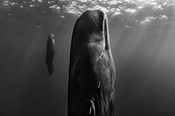 A black and white photo showing a whale floating vertically, with its nose just below the surface of the water. Behind it is a much smaller whale in the same pose. The light from above the water is shining on them in a spooky, eerie fashion, and trails of light can be seen through the water. It is hauntingly pretty