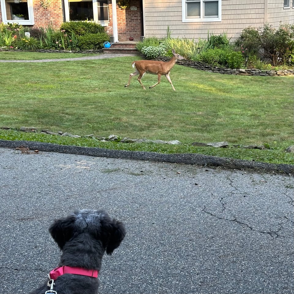 Photo of deer trotting across a suburban front yard; in the foreground at the bottom of the picture is a gray aussiedoodle in a pink collar, watching the deer