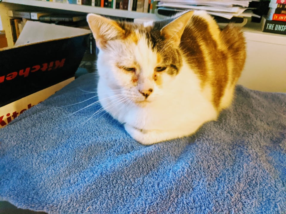 Orange and white cat sits regally on a blue towel surrounded by books. This is clearly the cat's store and you are welcome if you behave