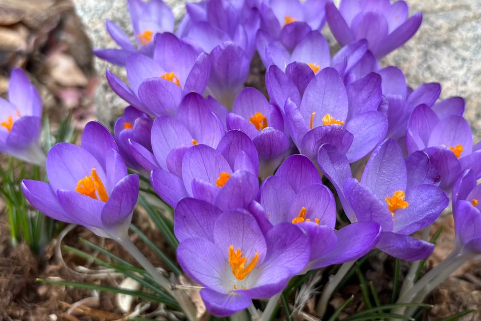 Purple crocuses