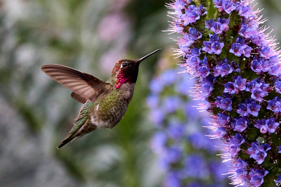A hummingbird with a red head drinks from a purple flower