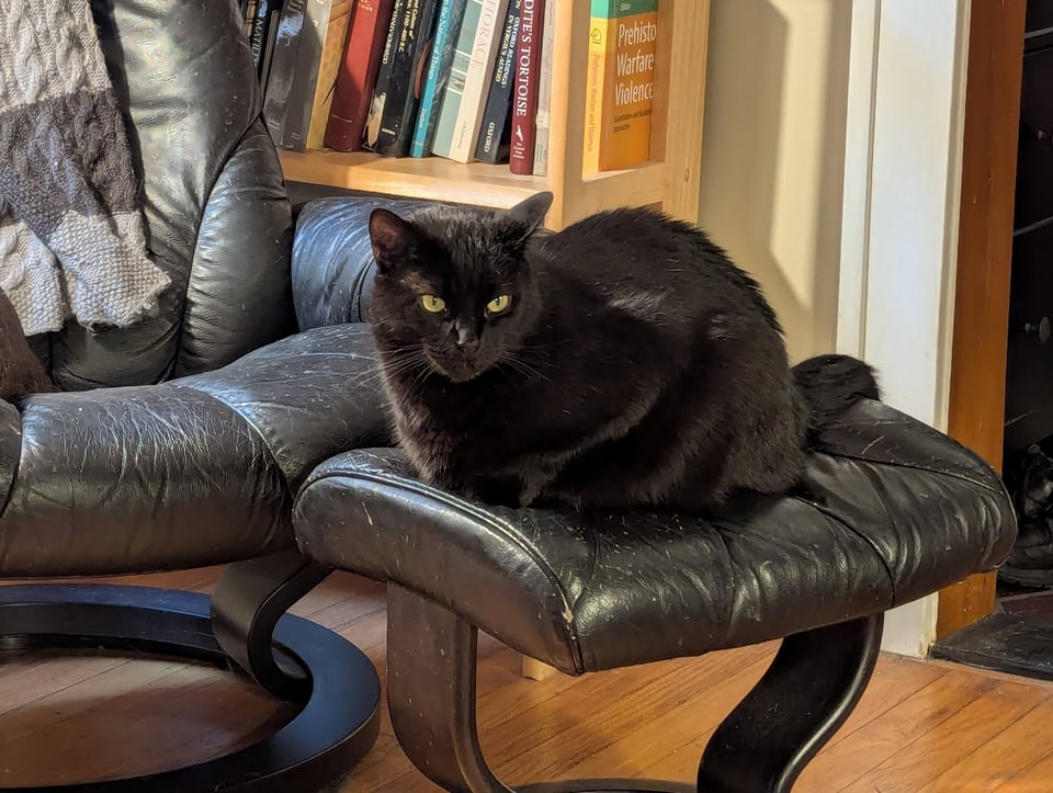A black cat in loaf mode on a black ottoman, books and a knitted throw visible in the background