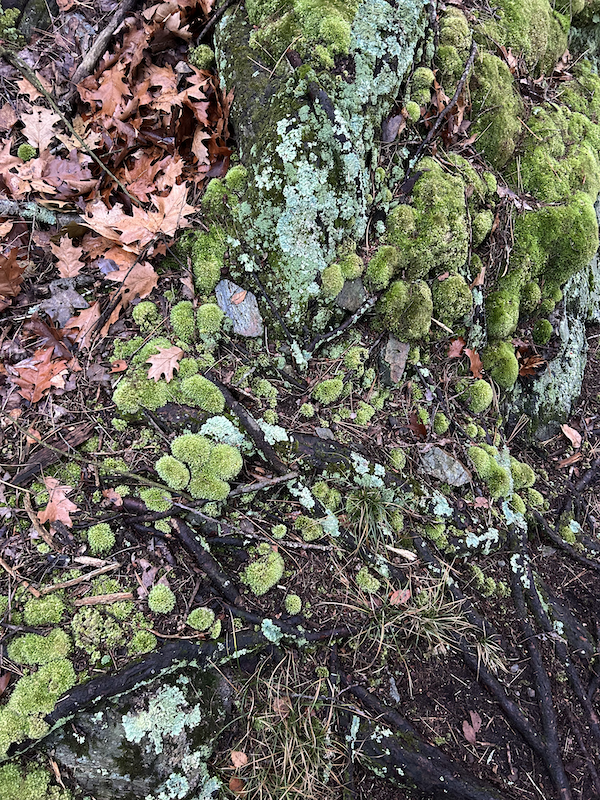 Moss and lichen growing on the base of a tree and its roots