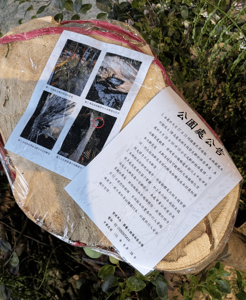 A top-down photo of a large cut tree stump. Two pieces of paper are plastic wrapped onto the stump - one has a Mandarin-language written explanation of the stump, the other has multiple captioned pictures of the damaged tree.