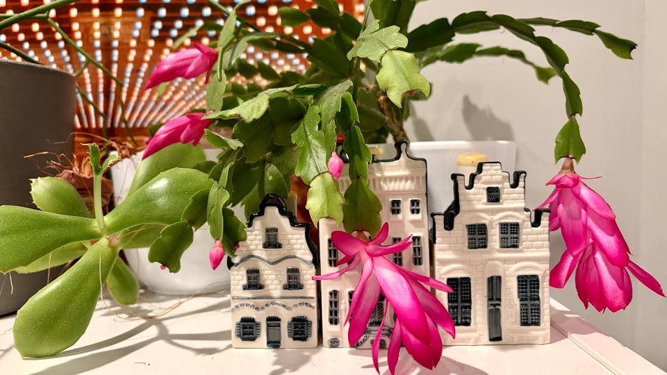 The branches and flaming purple flowers and buds of a Thanksgiving cactus draped over three KLM Delft blue houses, on the top shelf of a white bookcase