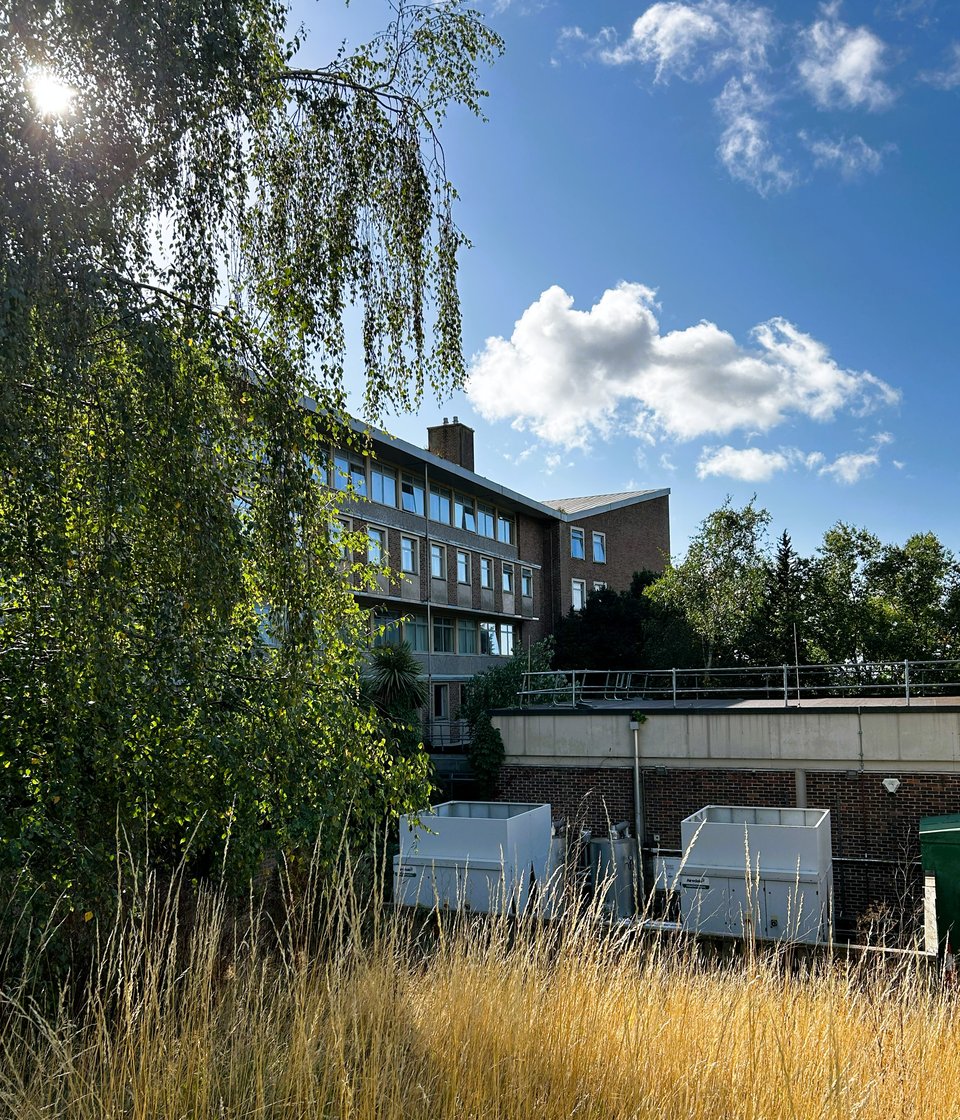 A 1960s building glimpsed through a birch tree with sunlight dried long grass in the foreground. The building itself is described in the main email.