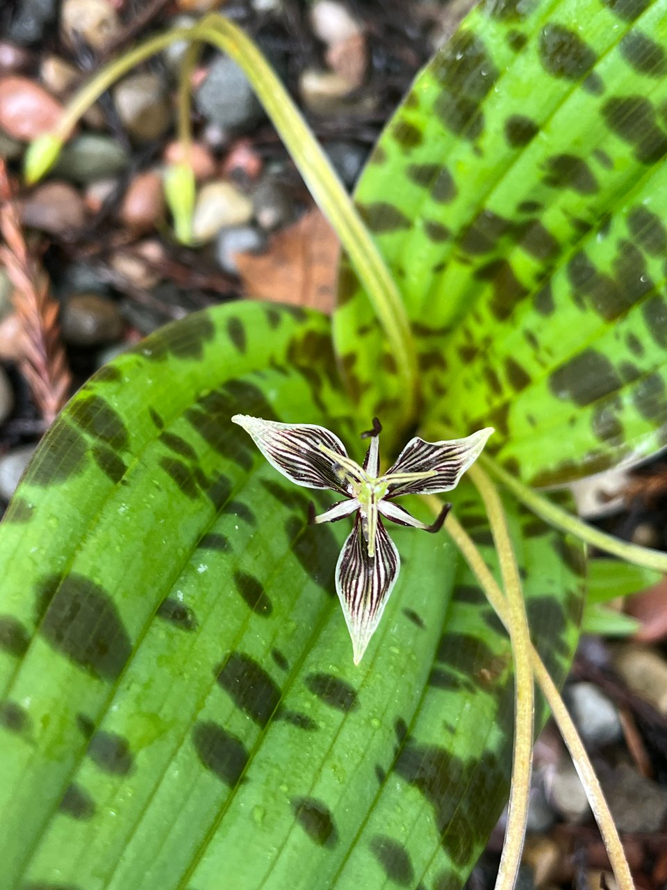 a small, triangular, orchid-like brown and white striped flower against a large green leaf with big brown spots.