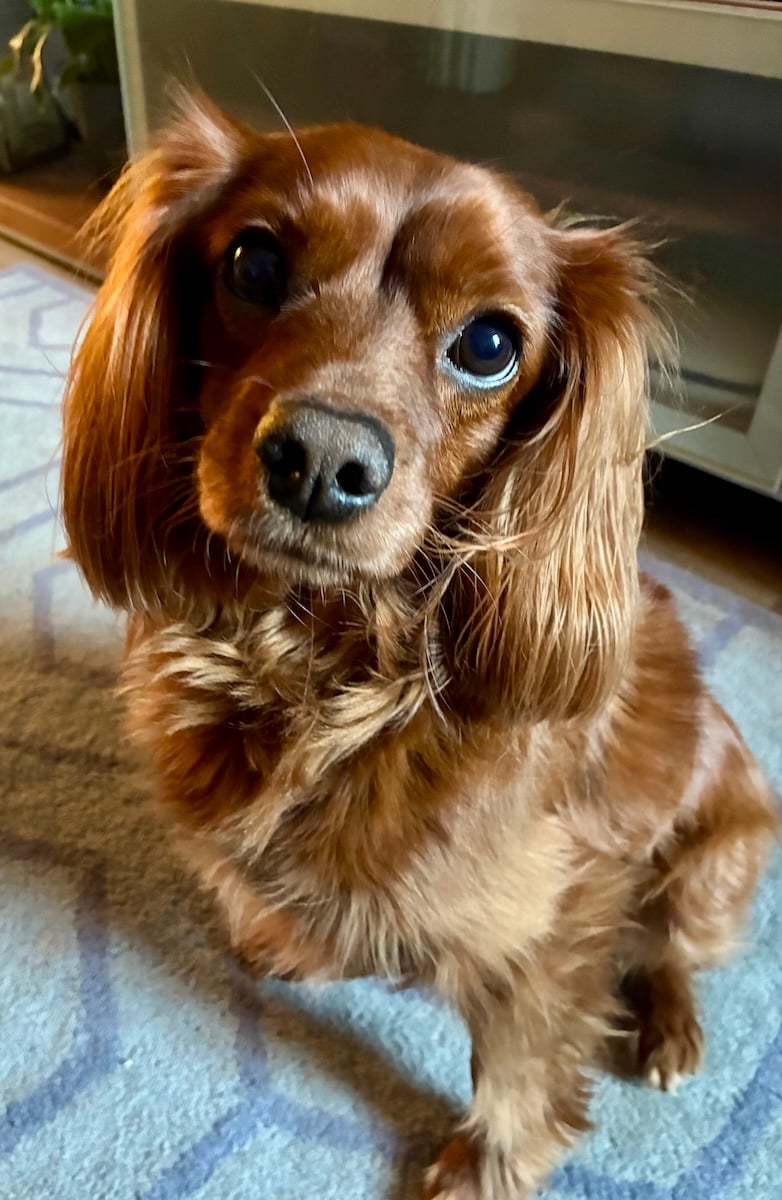 A cute dog looks directly into the camera lens.