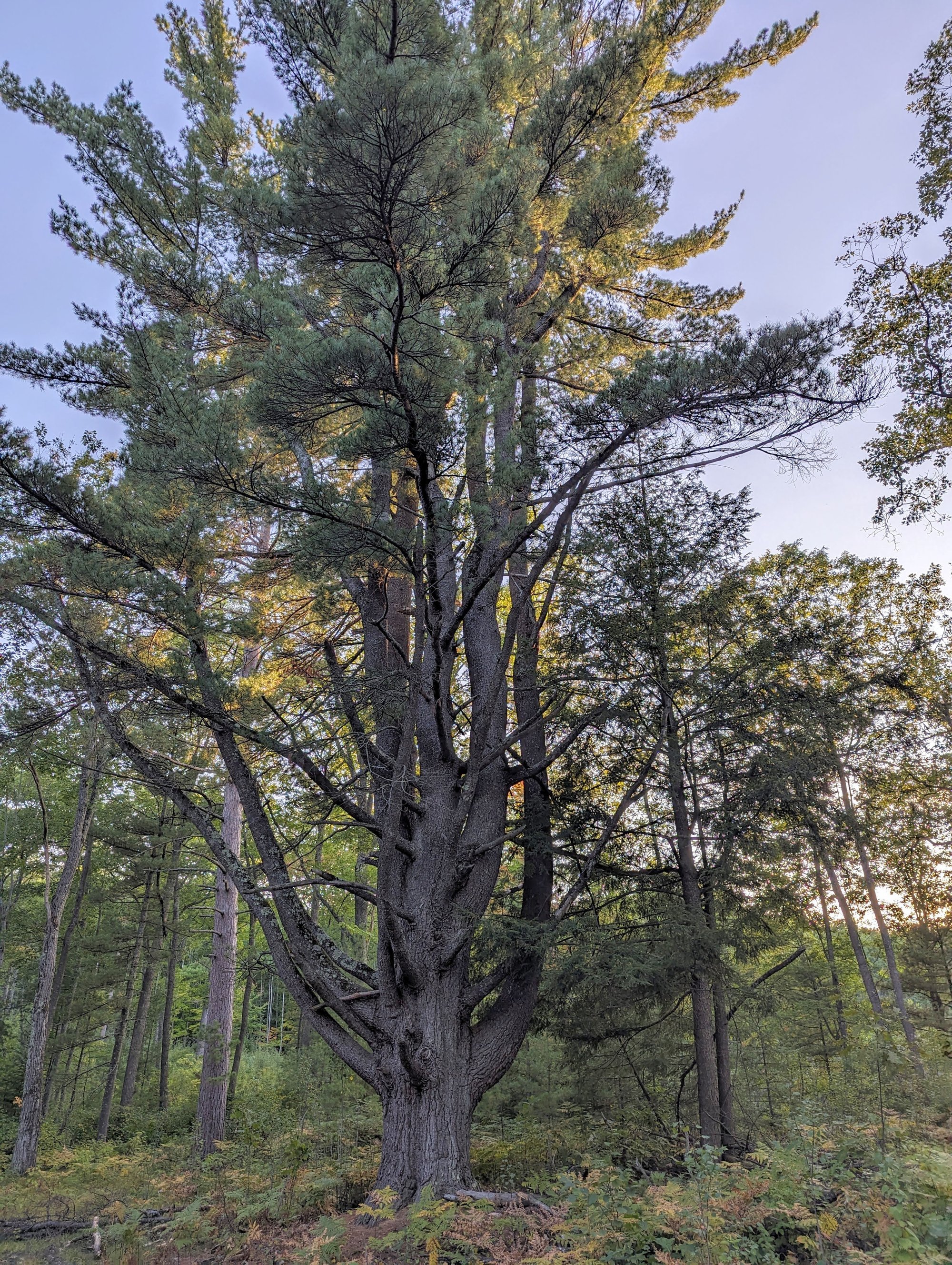 Best Old-Growth Hiking Trails in Oneida County