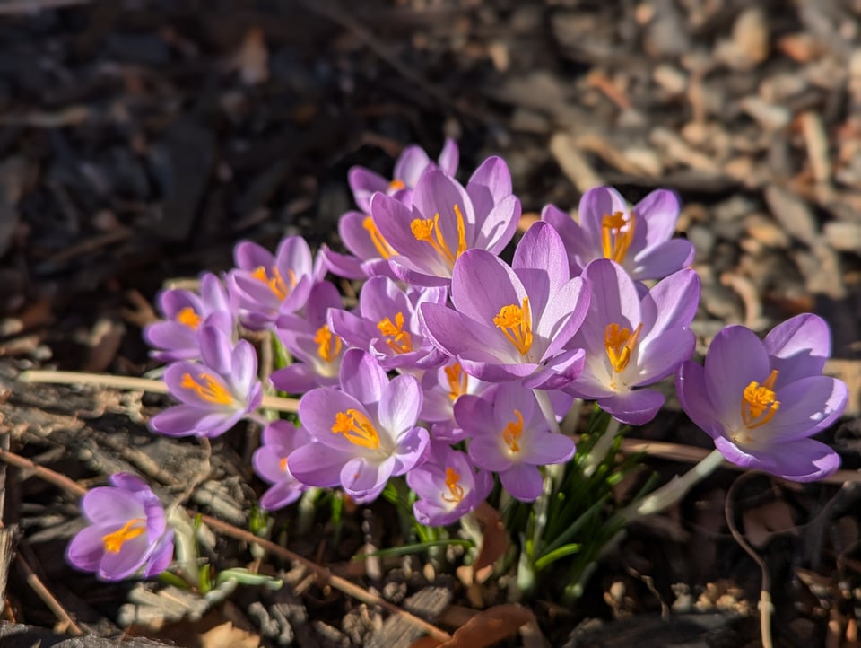 Crocuses!