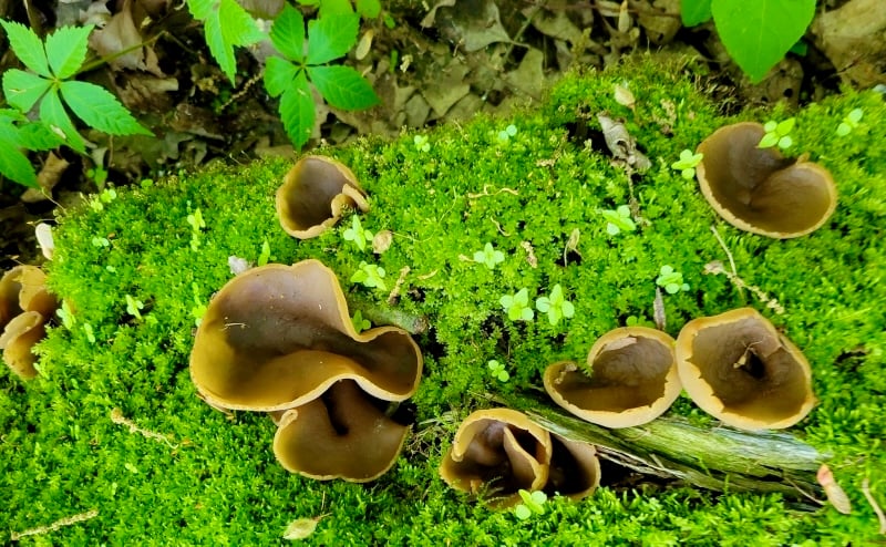 A fetching fungi of spring: the palomino cup. Not edible, but so beautiful, no?. / Photo by Pamela Miller