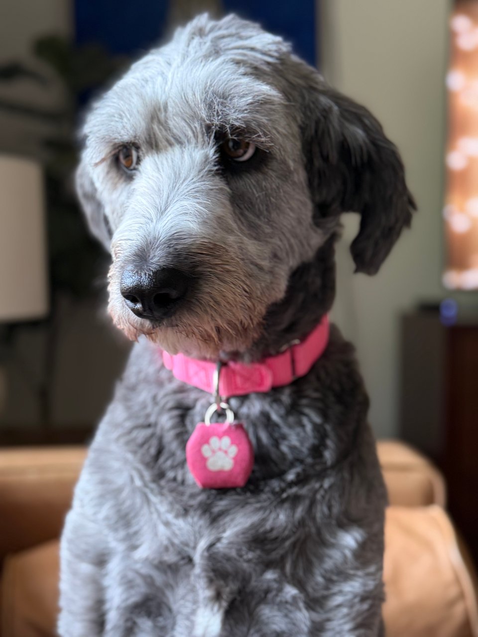 photo of gray aussiedoodle sitting up on a light brown leather sofa, looking to the side with very human eyes