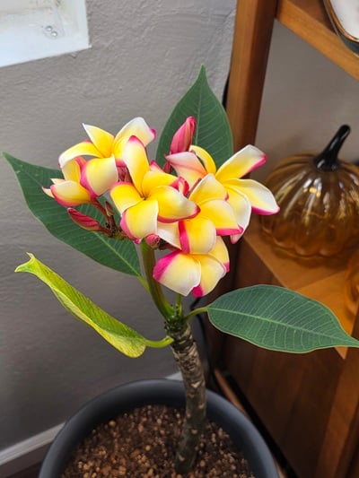 Plumeria in bloom. It has multiple flowers and buds and only four leaves.