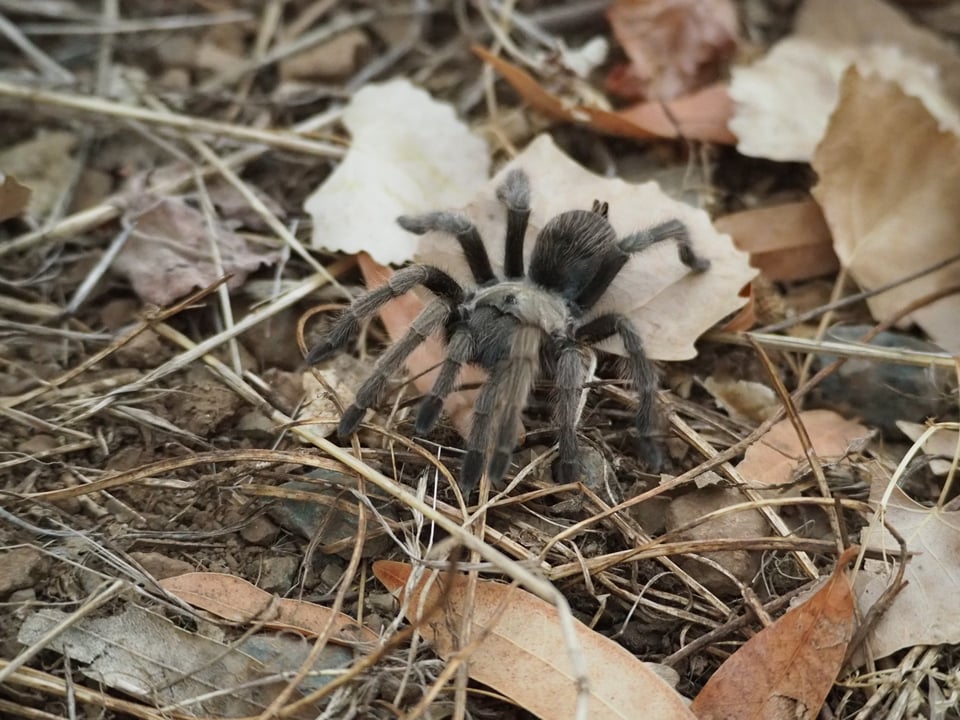 a fluffy tan-gray tarantula paused among dry leaves and grass