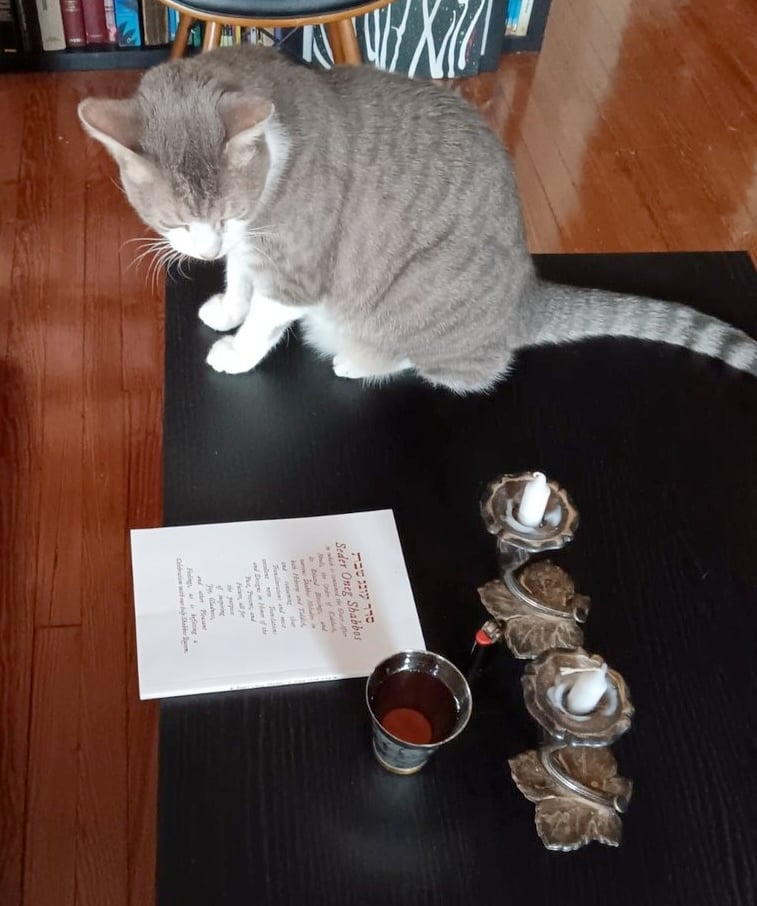 A gray tabby with white legs and underside and face sits on a table next to unlit shabbat candles and a cup of grape juice and a bentscher (small book for home ritual use)