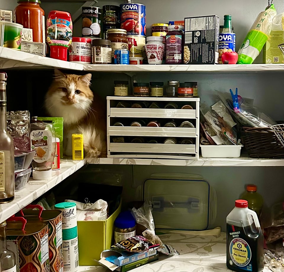 A fluffy orange and white cat tucked into the corner of the second shelf of a pantry next to the spice rack.
