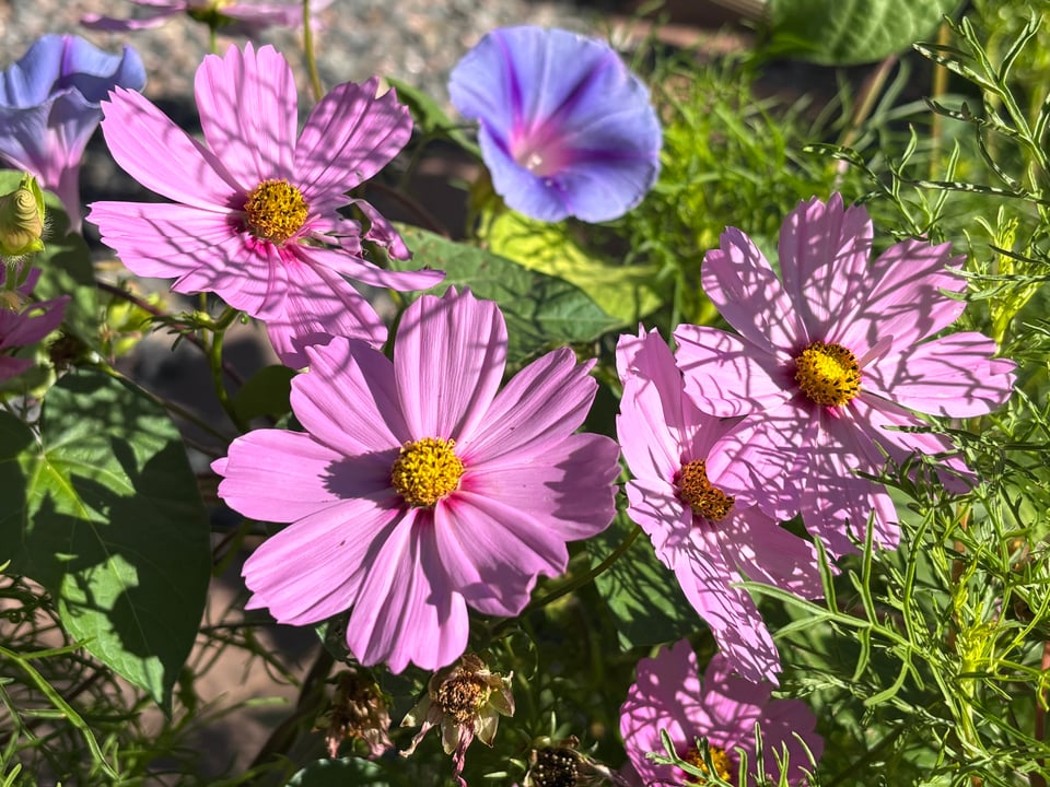 Cosmos and morning glories and late morning shadows