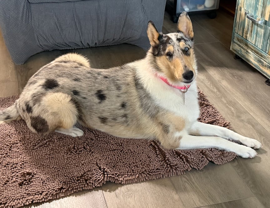 Opal the smooth collie on a soggy doggy mat in my office.