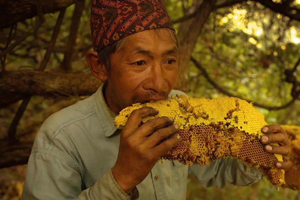 A man with a turban eats a honey comb.