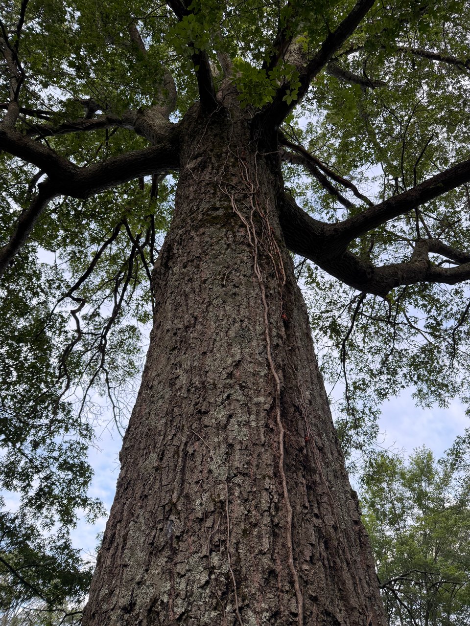 photo of a big, tall tree, from way below