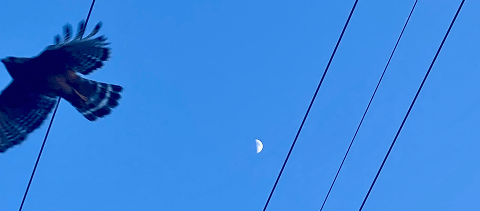 A hawk in flight with a deep blue sky, telephone wires, and a half moon visible behind it.