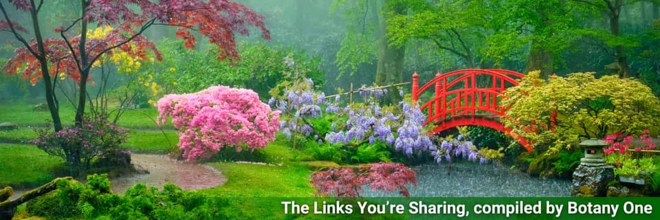 A garden in the rain