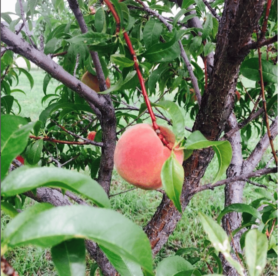 A peach tree with a ripe peach in the foreground