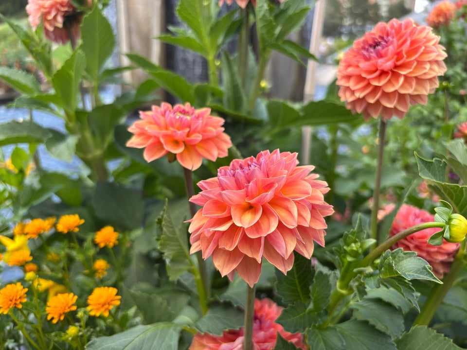 fiery dahlias