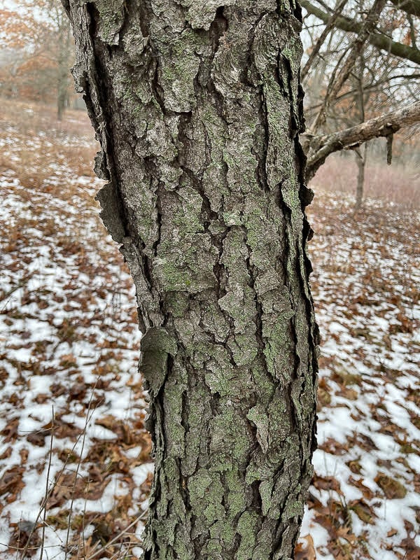 Winter is the perfect time to test your tree identification skills. A black cherry tree can be tricky to ID, because for about its first decade, its bark is thin, smooth and banded, resembling that of a birch. A mature black cherry tree has very broken, dark gray to black bark. Photo taken along the Sand Point Trail, Frontenac State Park, Jan. 26, 2024, and posted on iNaturalist by flwrs4evr